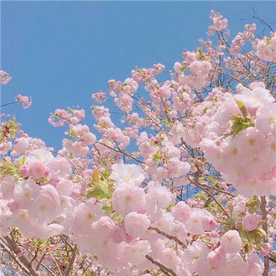 蜡笔小新变形记选关版