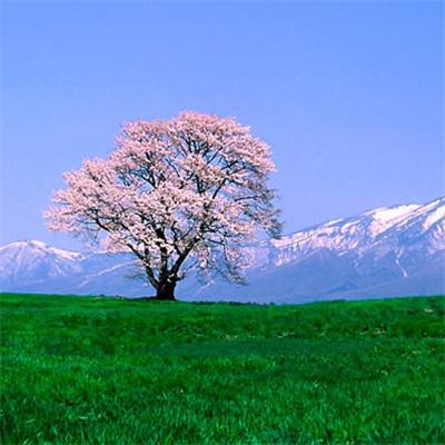 连夜制作小猫简历