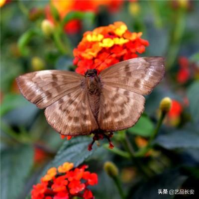 热血篮球经典版