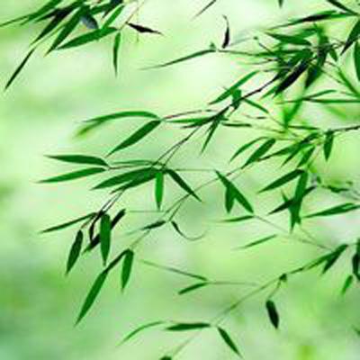 家国永念丨英雄花开英雄城