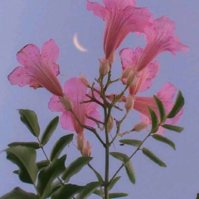 菠萝菠萝蜜免费视频观看