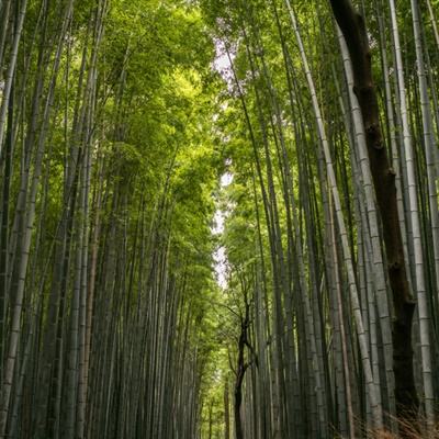 包山大冢截图