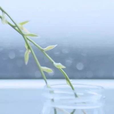 鲜奶运送